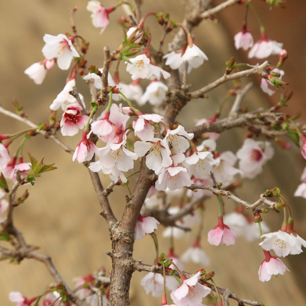 苗：富士桜（湖上の舞）大*ふじさくら　サクラ