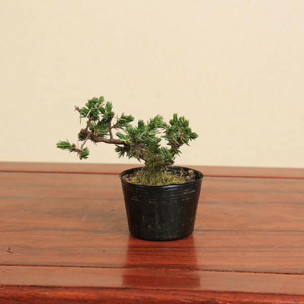 楽天市場】杜松(盆栽|花・観葉植物):花・ガーデン・DIYの通販 楽天市場】杜松(盆栽|花・観葉植物):花・ガーデン・DIYの通販