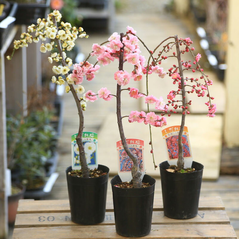 商品情報 樹種：しだれ梅　黒ポット入り 撮影日：　花2月　 2月下旬が見ごろです。3月1日以降は満開を過ぎる場合がございます。2月末までのお届けをおすすめいたします。1月から2月にかけて美しい花を枝全体に咲かせます。梅は開花すると、とても良...
