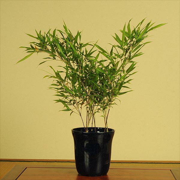 苗:姫黒竹(ヒメクロチク)*