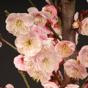 苗:紅梅(大湊) 苗:紅梅(大湊)