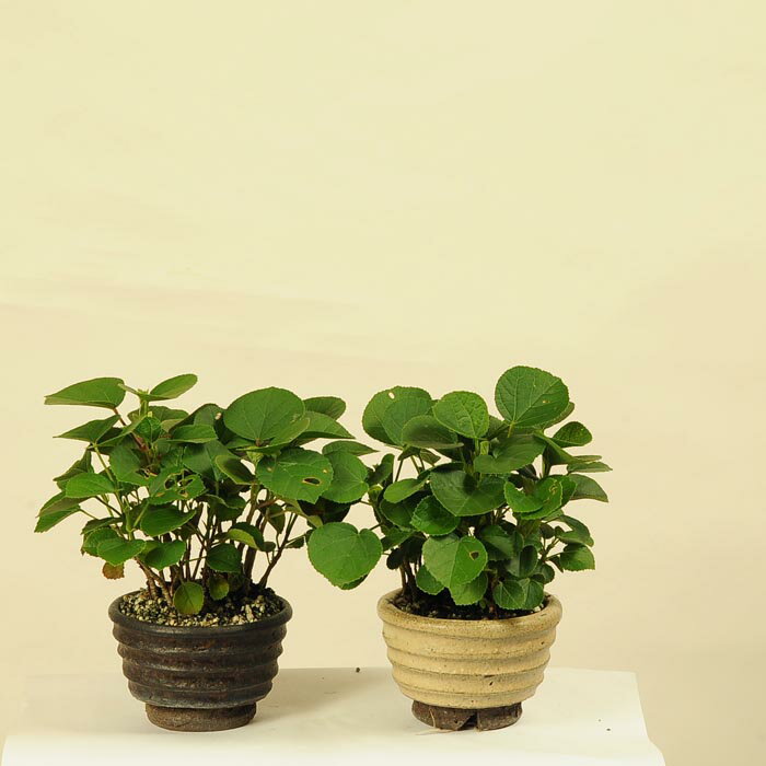 ミニ盆栽：はまぼう * bonsai