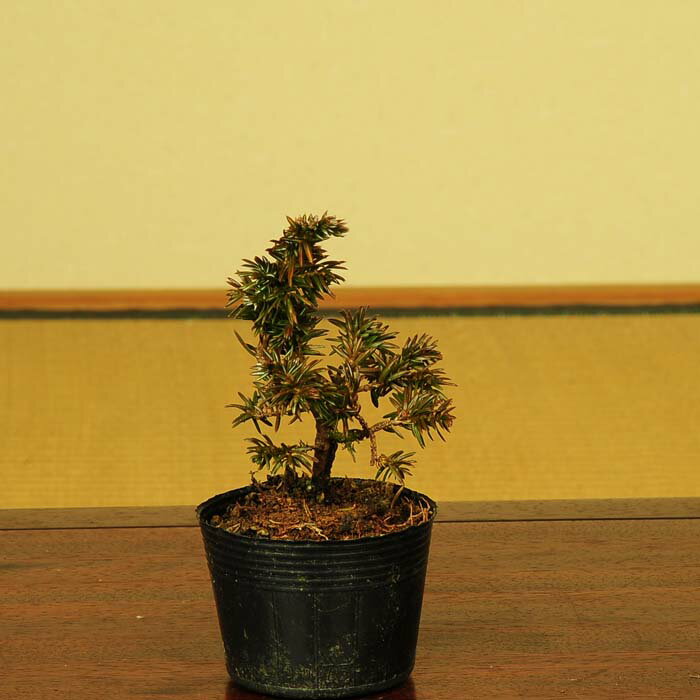 楽天市場】杜松(盆栽|花・観葉植物):花・ガーデン・DIYの通販 楽天市場】杜松(盆栽|花・観葉植物):花・ガーデン・DIYの通販