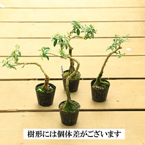 苗：台湾姫桜桃（姫アセロラ）* タイワンヒメオウトウ