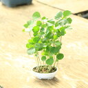 苗:ハマボウ(はまぼう)*浜朴 プラスチック鉢