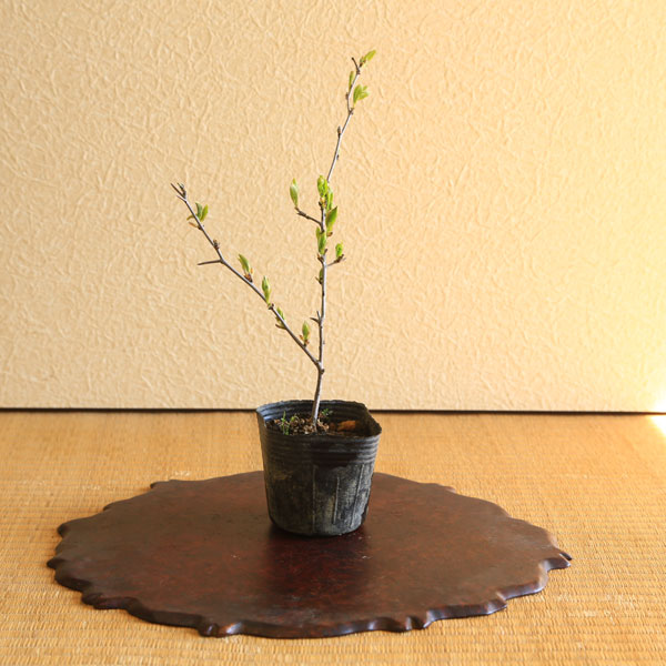 苗：ろうや柿　都の四季（都紅の四季成り品種）