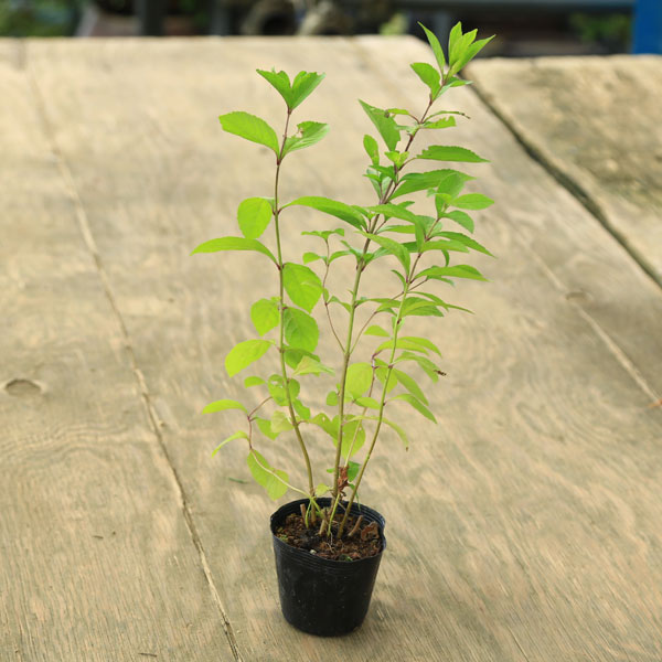 植え替え用土セット 商品情報苗：紫式部撮影日：2024年8月21日　落葉樹。初夏にお花が咲き、そこに実をつけます。秋になり、涼しくなると上品な紫色に色づきます。＊数量ものの為、写真と若干形状が異なる場合がございます。冬に実が終わった後は短めに剪定します。サイズ樹高：約40cm～　鉢径：約7.5cm手入れ水遣り・・・用土の表面が乾いたらあげる。目安は春・秋は1日1-2回、夏1日2回、冬2,3日に1回。置き場所・・・基本的に室外。冷暖房の風が直接あたらないように気をつけてください。簡単な育て方説明書がご入用の方は、備考欄にお書き下さい。詳しい手入れ方法を知りたい方は、メール等でお問い合わせ下さい。納期配達ご希望日時のご指定ができます。お急ぎの場合は午前中までにご注文の場合、即日発送も可能です。配送【配送業者】 ヤマト運輸【配送サービス名】宅急便詳しくはこちら