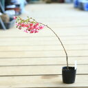 幼木苗：富士桜（赤花八重咲・バラ咲）*ふじさくら　サクラ