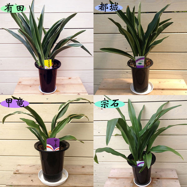 楽天市場 観葉植物 オモト 万年青 おもと 品種選べます 5 5号 遊恵盆栽 楽天市場店 みんなのレビュー 口コミ