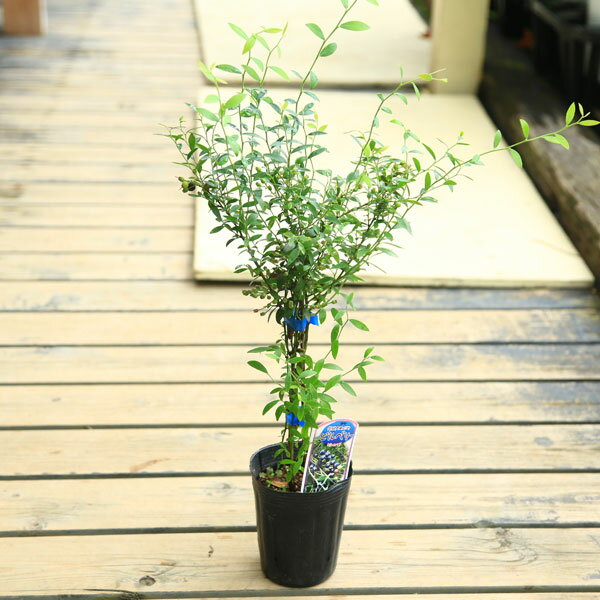 【即日出荷可！】家庭果樹：ビルベリー*　苗　ワイルドブルーベリーのサムネイル