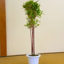 送料無料 庭木：朱竹（紅寒竹） 白ポット 60cm
