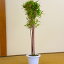 送料無料 庭木:朱竹(紅寒竹)*白ポット 60cm 5,980円