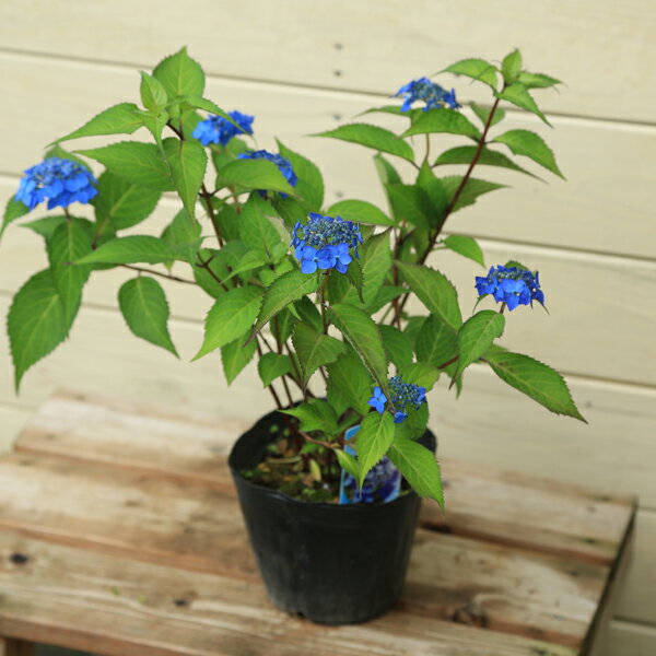 楽天市場】青 紫陽花 苗の通販 楽天市場】青 紫陽花 苗の通販