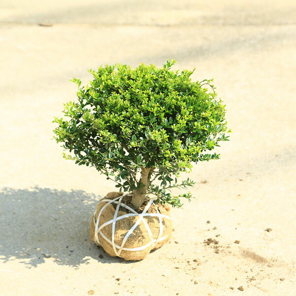 楽天市場】植木 ツゲ（ガーデニング・農業｜花・ガーデン・DIY）の通販