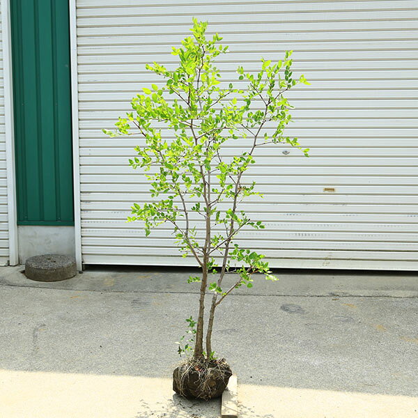 庭木　珍品 現品限り：一才なつめ（ナツメ）一才ナツメ　大株　樹高130cm*棗 佐川急便