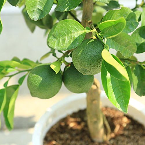 植木・庭木・苗木：特良品！カボス（かぼす）／臭橙、香母酢*　かぼす　苗　敬老の...
