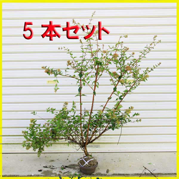 送料無料　庭木：アベリア（あべりあ）5本セット*【お得！】