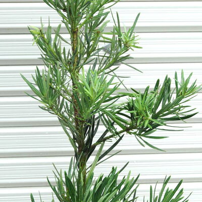 ラカンマキとは 植え付けから増やし方まで上手に成長させるコツをご紹介 暮らし の ラカンマキとは 植え付けから増やし方まで上手に成長させるコツをご紹介 暮らし の