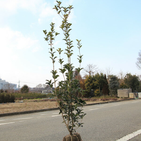 送料無料　庭木：ヒイラギモクセイ*柊木犀　樹高：約120cm　全高：約140cm　佐川急便発送