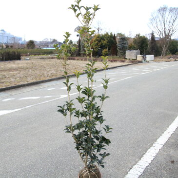 送料無料 庭木:ヒイラギモクセイ* 樹高:約100cm 全高:約110cm