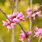 庭木・植木：赤花ハナズオウ　*ヤマト便発送