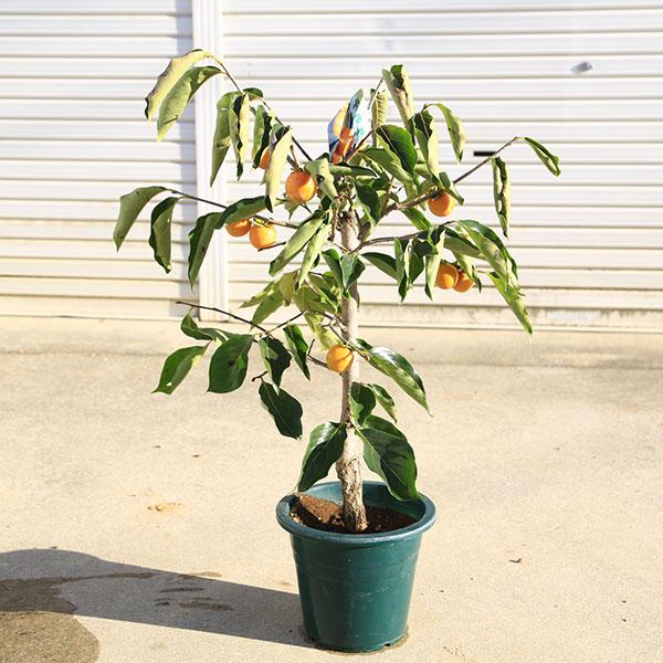 楽天市場】柿（盆栽｜花・観葉植物）：花・ガーデン・DIYの通販