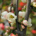 庭木:木瓜(関東絞り) 庭木:木瓜(関東絞り)