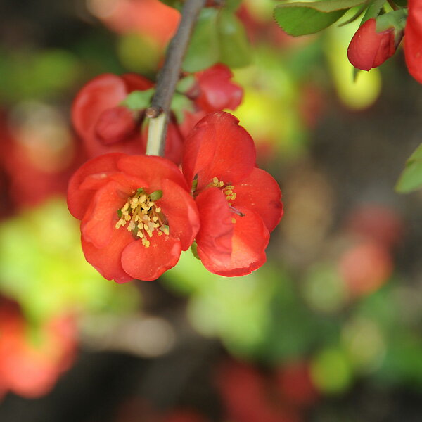 庭木：寒木瓜（早咲き性の赤一重）のサムネイル