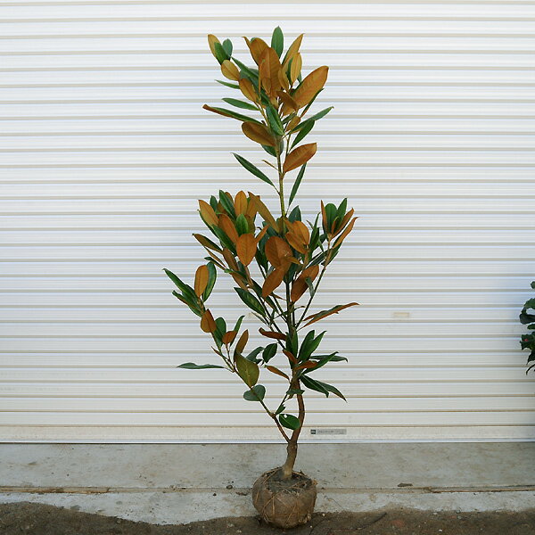 送料無料　特選庭木：タイサンボク（たいさんぼく）　大株*　樹高170cm　大きな花が目を引く大人気品種！佐川急便発送のサムネイル