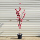 庭木:照手桃(紅花) てるて桃 *花桃 テルテモモ