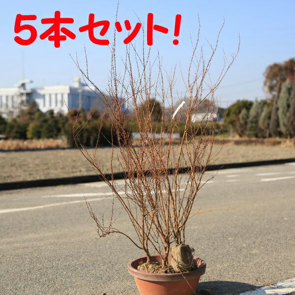 送料無料　庭木：ピンクユキヤナギ（フジノピンキー）*　大株！　5本セット！　樹高：約70cm