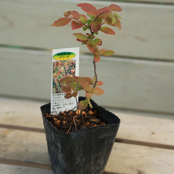 楽天市場】ナツハゼ(花・観葉植物|花・ガーデン・DIY)の通販 楽天市場】ナツハゼ(花・観葉植物|花・ガーデン・DIY)の通販