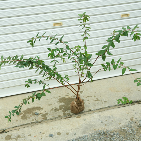 庭木：キンシバイ（金糸梅）*根巻き　樹高：40-60cm