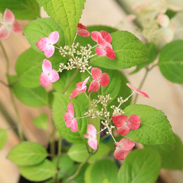 苗：山アジサイ（やまあじさい）（くれない）*お花は終了しました。
