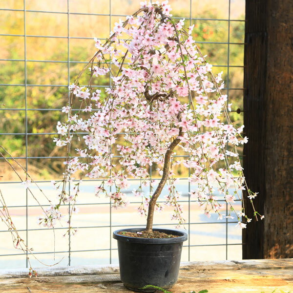 送料無料！特撰庭木：桜・しだれ富士桜（一重しだれ桜）