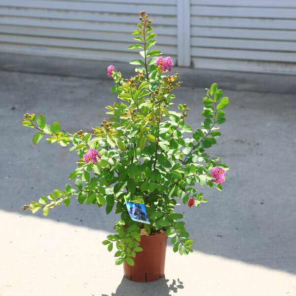 Japanese Stewartia - 庭木：矮性サルスベリ　ペチートサンシャイン（プラム）*紫花　さるすべり