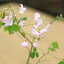 苗:四季咲雲南ハギ