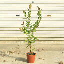 送料無料　庭木・植木・観葉植物：グアバの木（イエローストロベリーグアヴァ）キミノバンジロウ