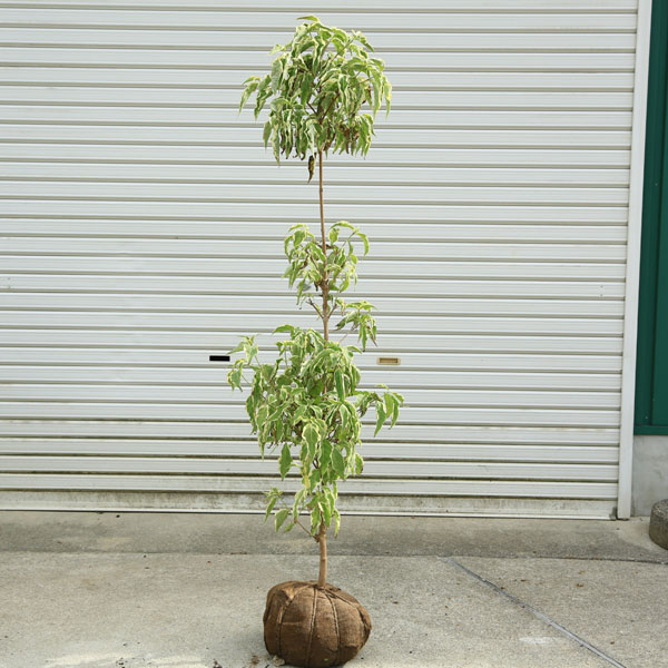 庭木：ヤマボウシ（ウルフアイ）*樹高：約130-140cm　全高：約150cm　佐川急便発送