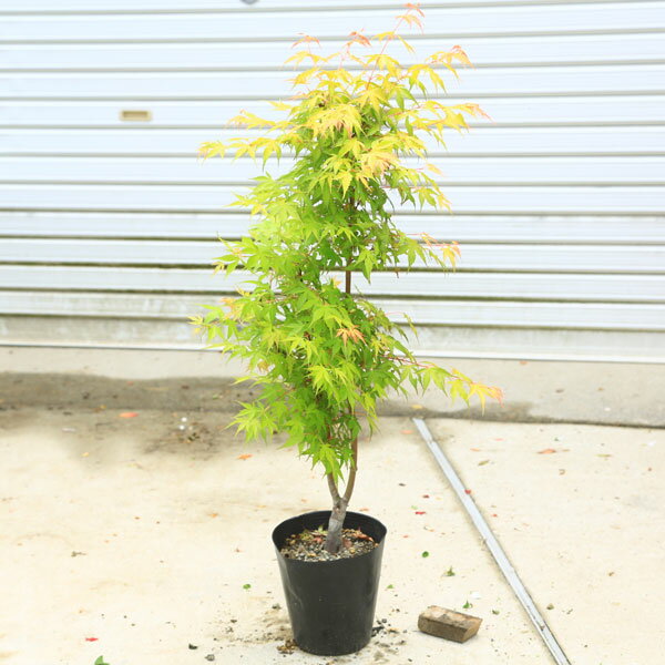 ちょうどよい大きさの美しい樹形　庭木・植木：モミジの木*青し