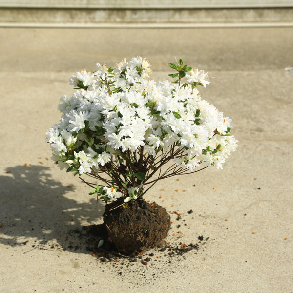 庭木：久留米つつじ/クルメツツジ クレノユキ（暮れの雪） 白花の人気品種！