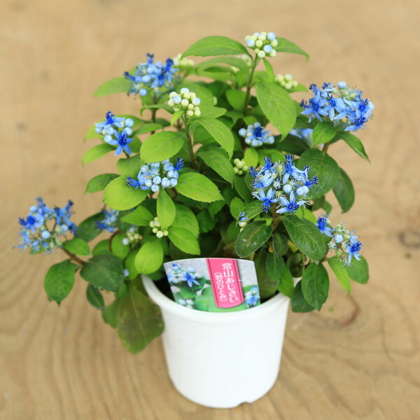 苗：常山アジサイ（じょうざんあじさい）碧の瞳（ディクロア）紫陽花のサムネイル