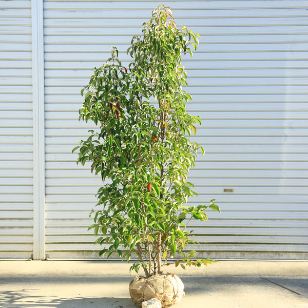 楽天市場】ヤマボウシ 株立ちの通販