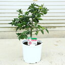 庭木・果樹・植木:特良品!スダチ(すだち)/酢橘 *7号 苗木 敬老の日 母の日 プレゼント
