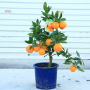 送料無料 庭木・植木・苗木:特良品!早生温州みかん*