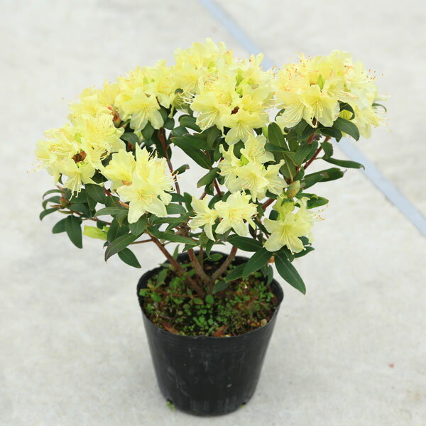 楽天市場】ヒカゲツツジ(種類(植物)ツツジ)の通販 楽天市場】ヒカゲツツジ(種類(植物)ツツジ)の通販
