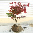 ナンテン 南天 はどんな木 種類 花言葉 赤い実の薬効と毒性まとめ ナンテン 南天 はどんな木 種類 花言葉 赤い実の薬効と毒性まとめ