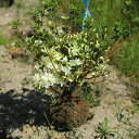 庭木：久留米つつじ/クルメツツジ 水の山吹 みずのやまぶき *繊細な白花 