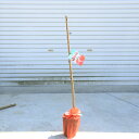 庭木・果樹苗:桃の木(もも)おいしい桃を栽培してみよう!