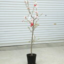 送料無料! 庭木・植木苗:源平桃(立ち性)*紅白の花が同時に楽しめる。げんぺいもも ゲンペイモモ